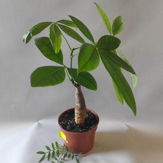 Комнатное растение Пахира