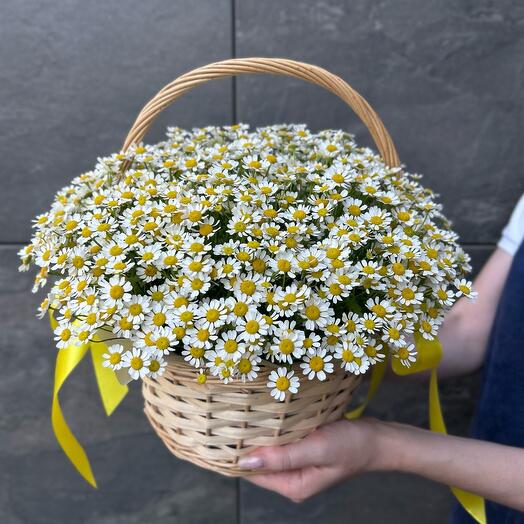 Корзина с ромашками (ароматная матрикария)