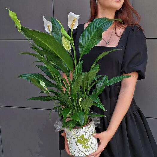 Спатифиллум Страусс d13