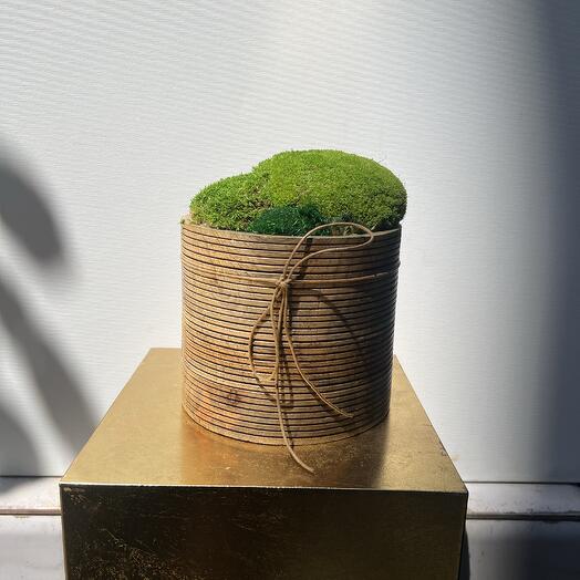 Preserved moss on wood