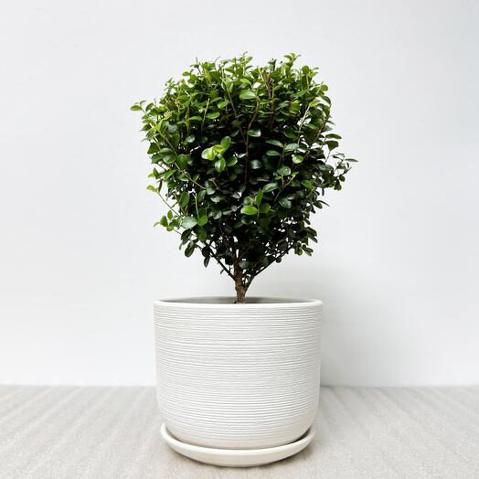 Мирсина в белом керамическом горшке с поддоном, высота 32-35см