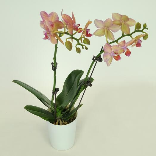 Орхидея Сладкий Персик (фаленопсис), D-9