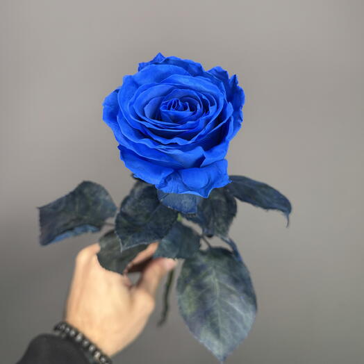 Синяя роза 💙