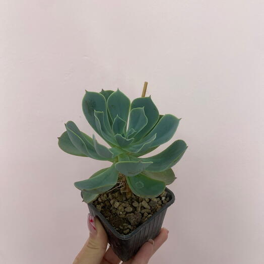 Каменная Роза