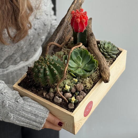 Флорариум в деревянном ящике с гимнокалициумом, цветущим кактусом и суккулентами