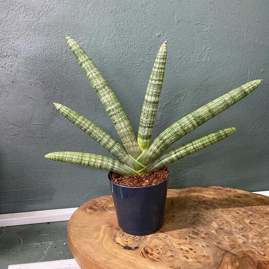 Сансевиерия