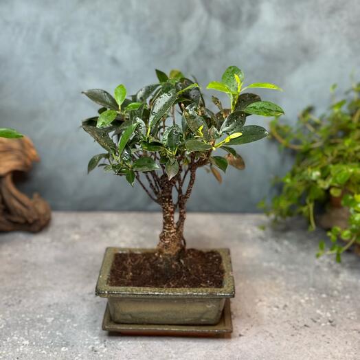 Бонсай фикус Ретуса в керам. кашпо