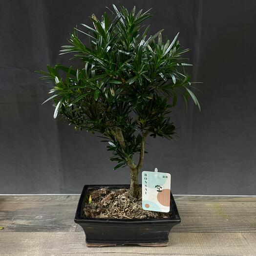 Бонсай подокарпус