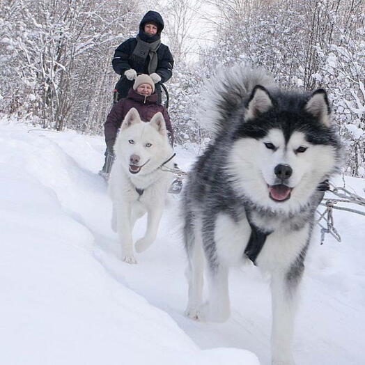 Подарочный сертификат «Знакомство с хаски Зимний сезон» (2 часа, 1 ребенок)