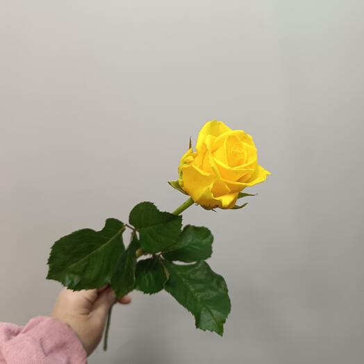 Роза жёлтая