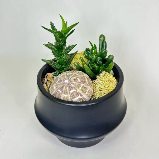 Флорариум «Килиманджаро»