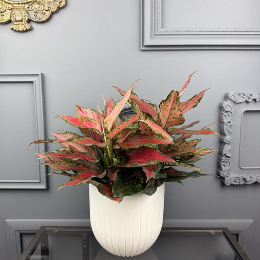 Аглаонема краски осени в белом кашпо D19 Высота 40 см