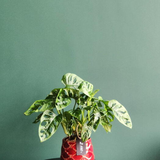 Монстера обликва в кашпо