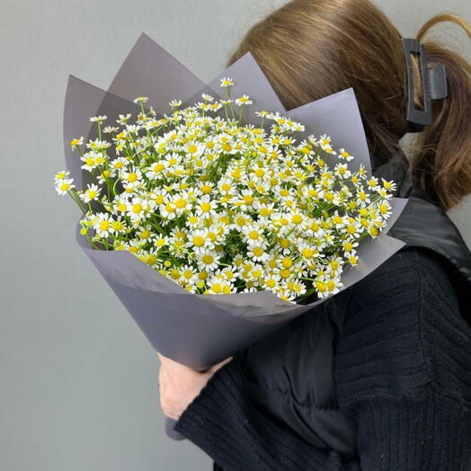 🕊️Ромашковое поле 003