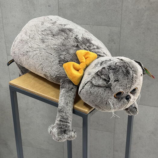 Кот Басик с пледом