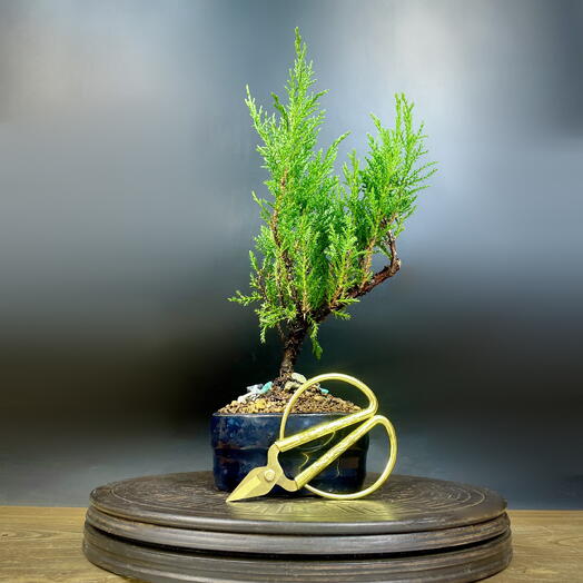 Бонсай Можжевельник с ножницами 30 см, 7 лет