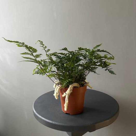 Папоротник Хумата (Даваллия)