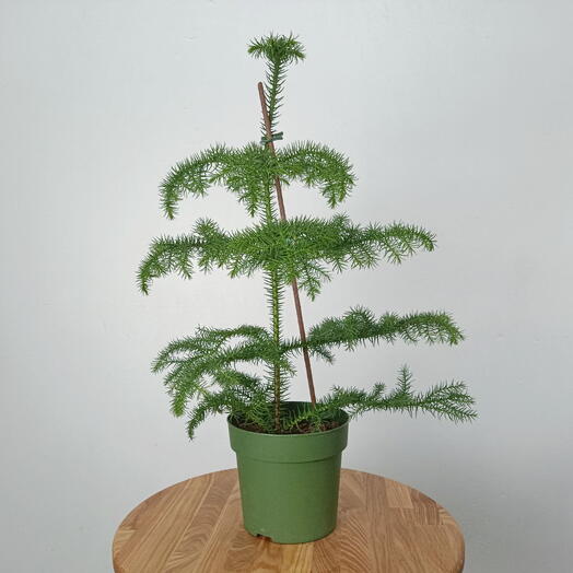 Араукария малая в горшке (комнатная елочка)