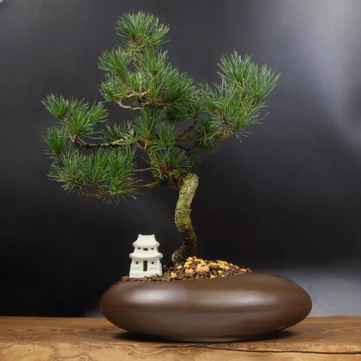 Бонсай Сосна, 40 см, 19 лет