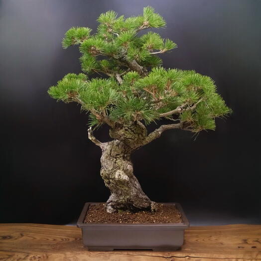 Бонсай Сосна, 80 см, 100 лет