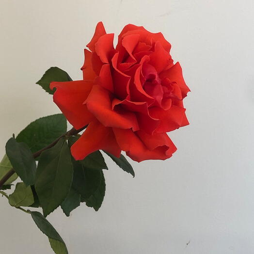 Французская Роза красная