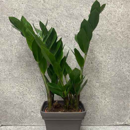 Замиокулькас в кашпо