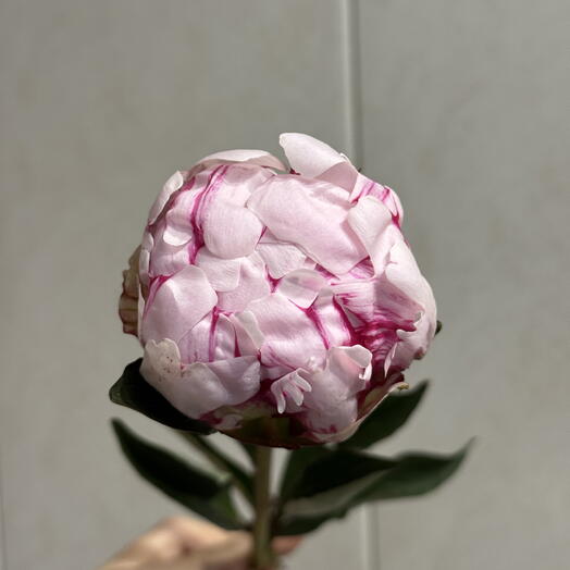 Peony Sarah Bernardt Пион