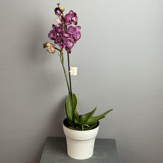 Орхидея двухцветная - шикарный цвет - в стильном белом горшке 🤍