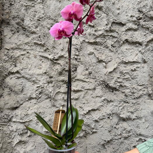 Phalaenopsis  Dark Pink