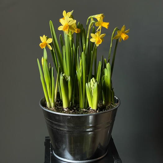 Гиацинты, нарциссы и мускари в жестяном кашпо