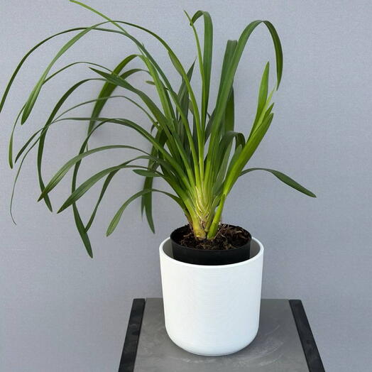 Цимбидиум (CYMBIDIUM GEMENGD 1 TAK)