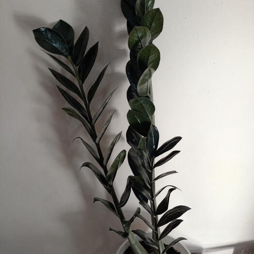 Комнатное растение замиокулькас чёрный ворон