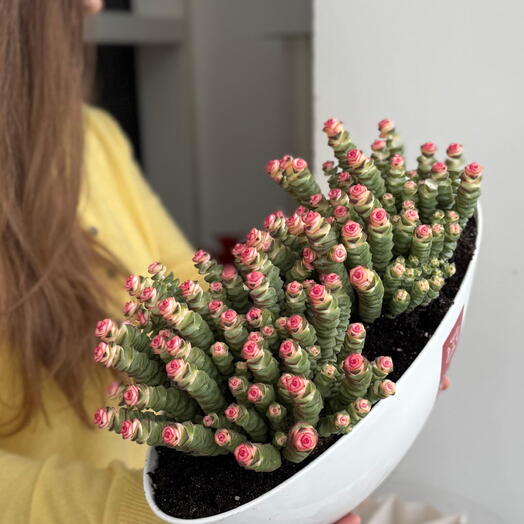 Красула (пересаженная в кашпо)