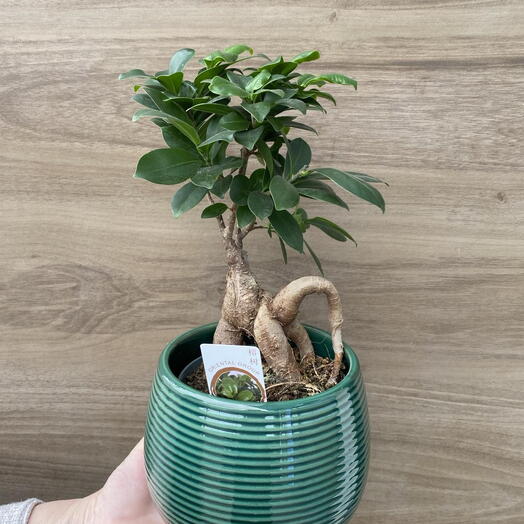 Ficus microcarpa
