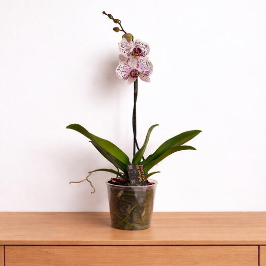 Phalaenopsis – Timeless Orchid Elegance