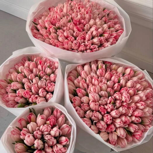 Tulipas rosa Foxtrot