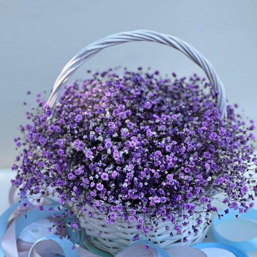 Gypsophila