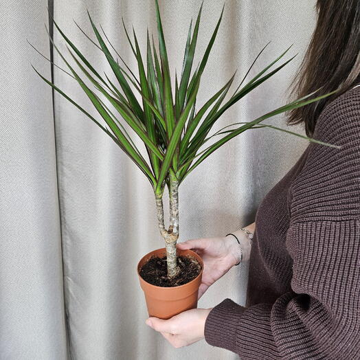 Драцена маргината (лат. Dracaena marginata) «драконовое дерево»