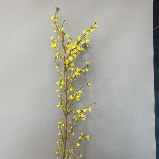 Цветущая ветка Форзиции 😍