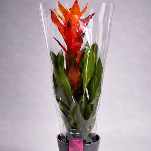 Гузмания оранжевый