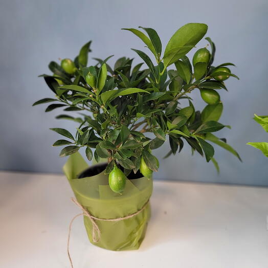 Лимон (цитрофортунелла)