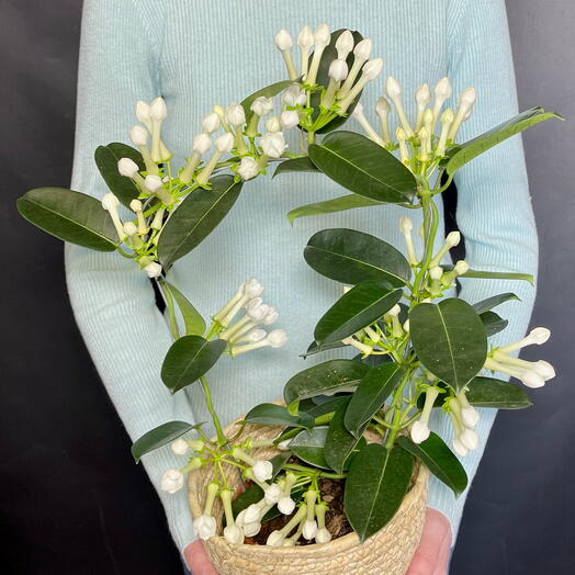 Стефанотис нарядный, аромат жасмина