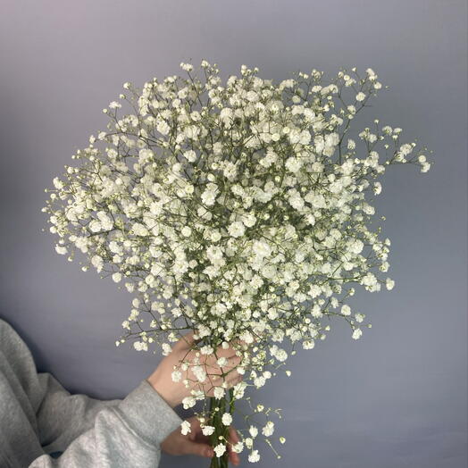 Гипсофила белая в пачке (10 шт)