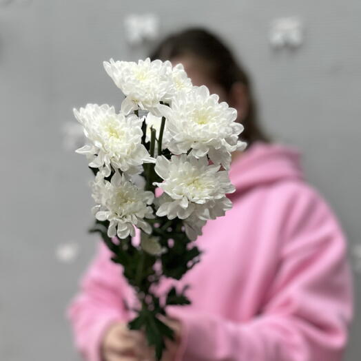 Хризантема кустовая белая