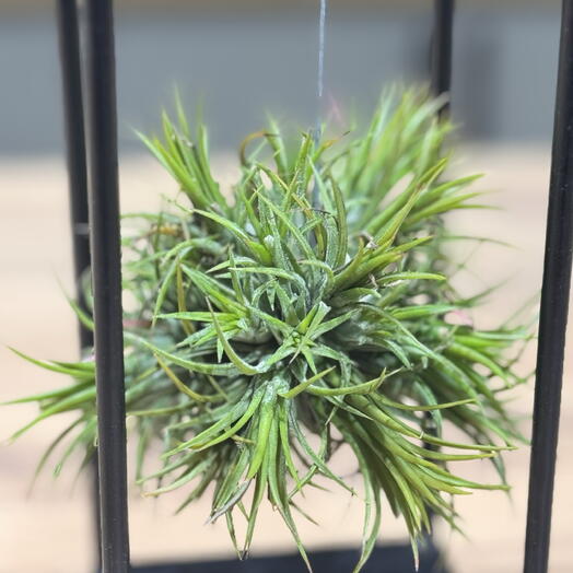 Живой декор без хлопот