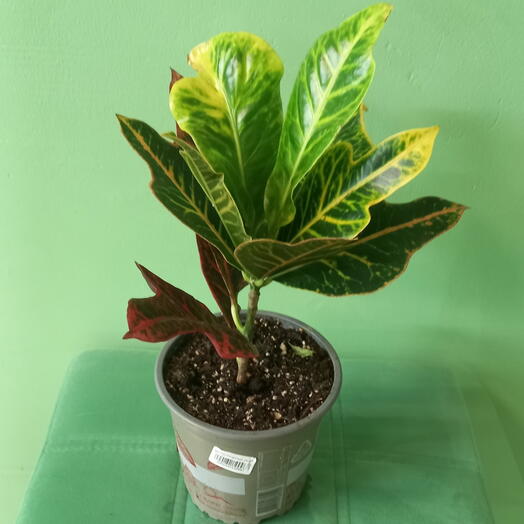 Кротон экселлент