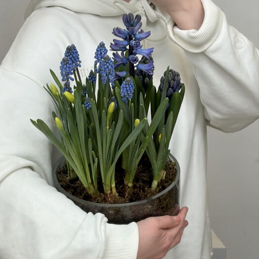 Кашпо с миксом первоцветов