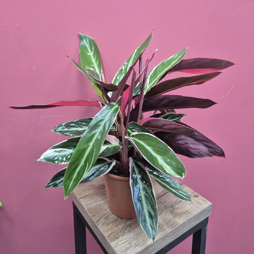 Калатея Тропистар