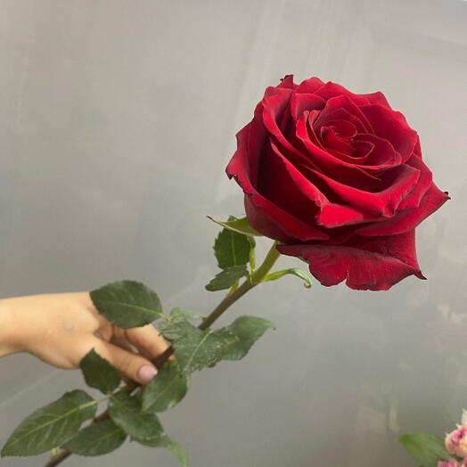 Роза Голландия 90 см