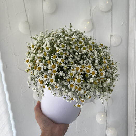 Коробочка с гипсофилой и ромашками 🤍🌿